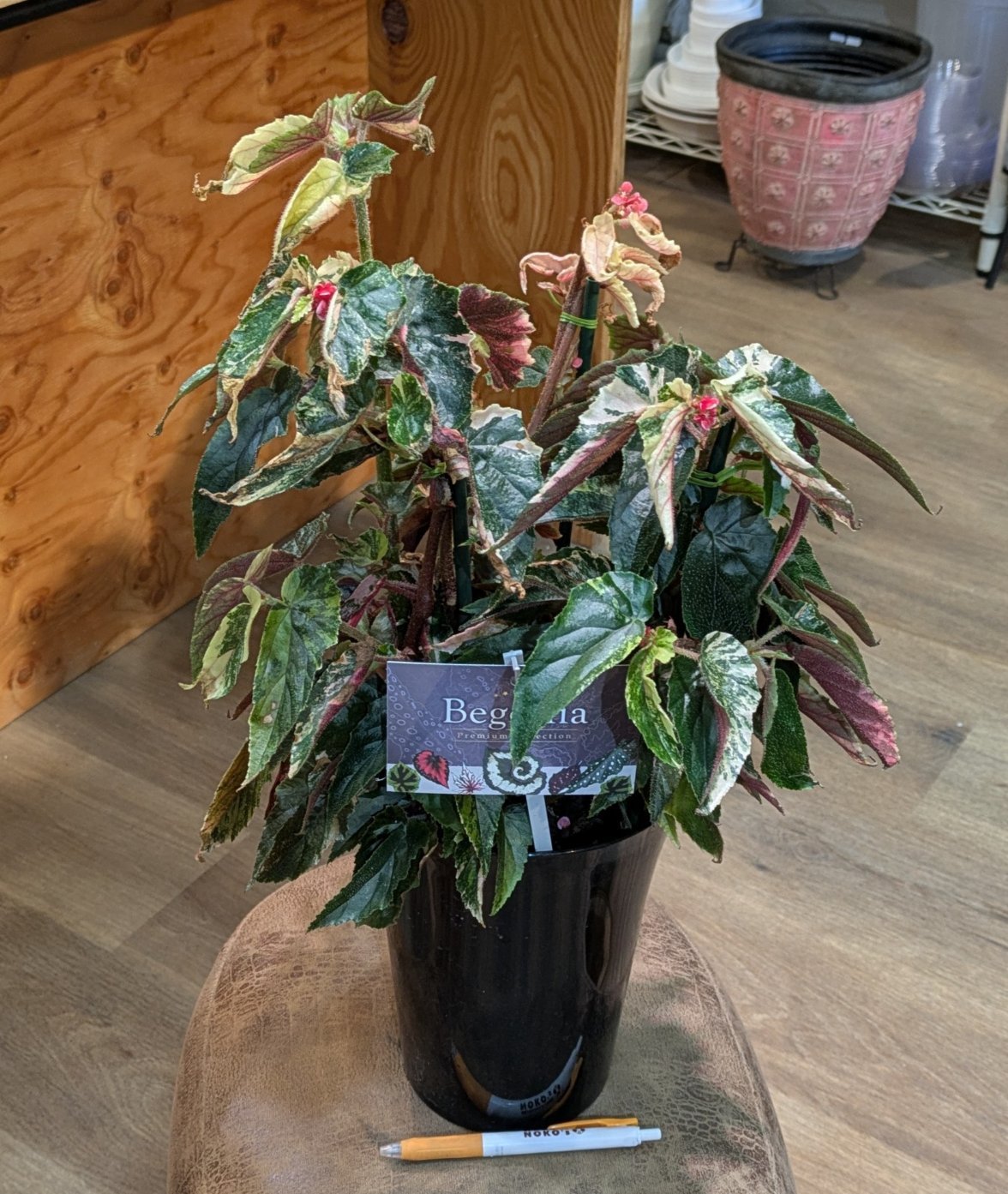 7月10日(木)◎入荷情報◎ | NOKO's